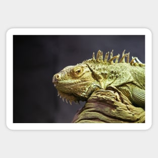 Iguana Sticker